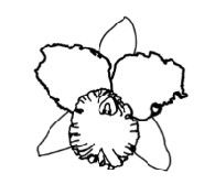 Outeniqua Orchids