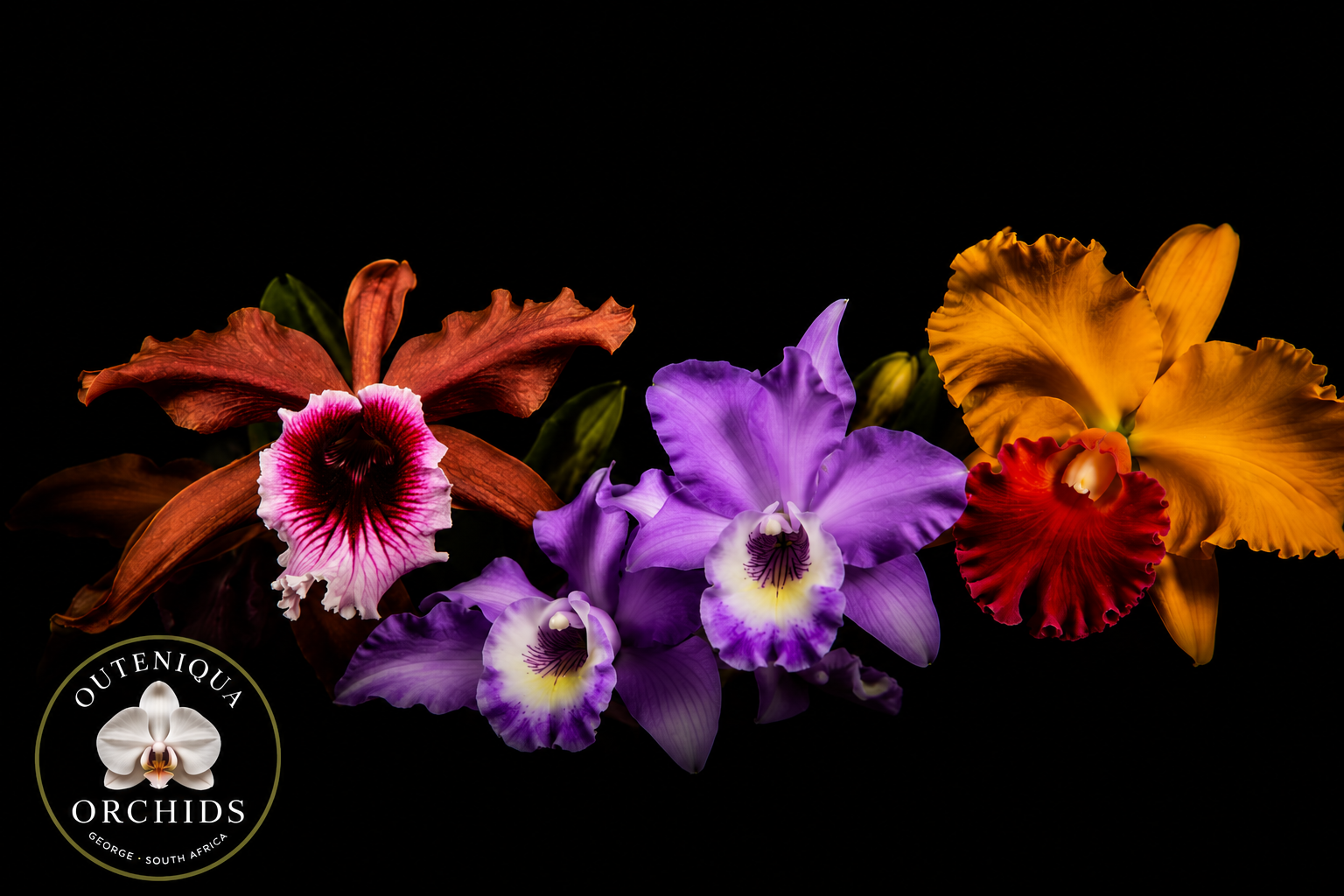 Outeniqua Orchids