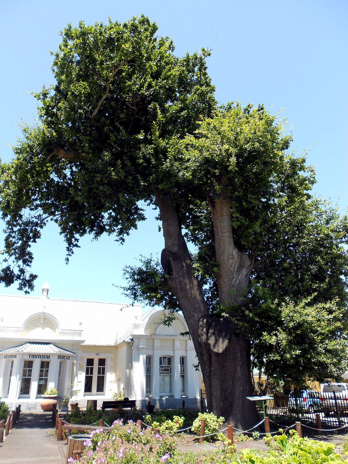 Die Boom Wat 'n Ketting Ingesluk Het: Die Raaisel van George se "Ou Slaweboom"
